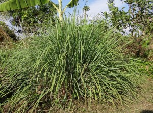 plants-that-keep-away-mosquitoes